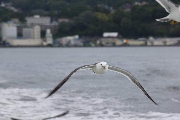 船を追いかけてくる海鳥