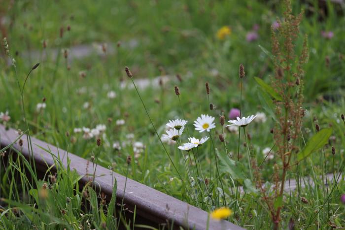 草花の生える旧手宮線のレール