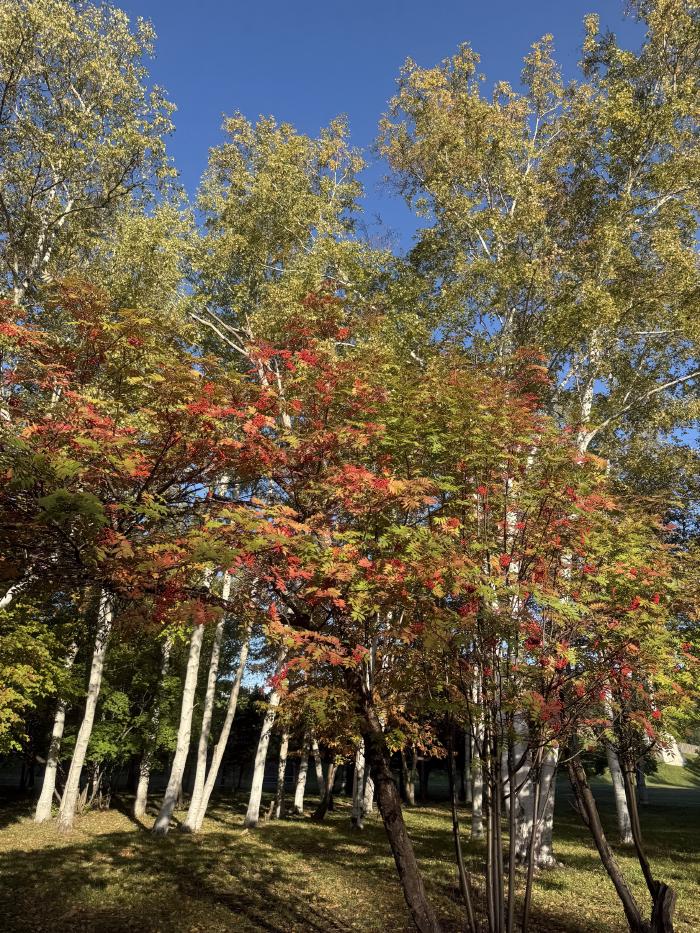 朝の紅葉
